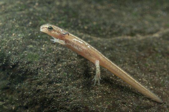 Lissotriton vulgaris meridionalis, Lissotriton vulgaris schreiberi, Schreiber's pond newt, smooth newt, pond newt spec., amphibians, caudata, adolescent, juvenile, larva, lurch, newt, tail amphibians, water newts