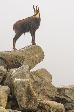 An adult male chamois (Rupicapra rupicapra) stands on a rock in dense fog at sunrise, illuminated by a weak, solitary ray of sunlight