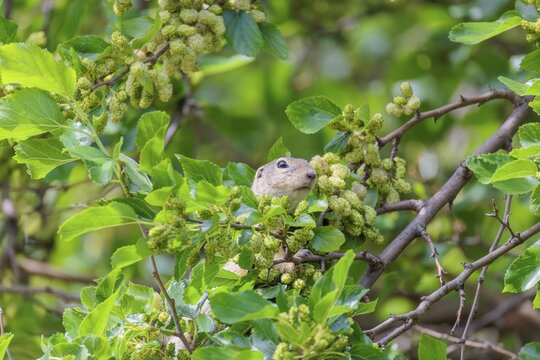 A fully grown ground squirrel (Spermophilus citellus) climbs a black mulberry tree (Morus nigra) (a rare sight) to reach the flowers. Austria