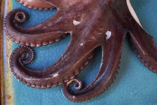 Close-up of the tentacles of an octopus (Octopoda) on a decorative blue plate, fish market, Palermo, Sicily, Italy