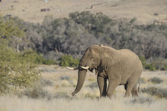 Desert elephant (Loxodonta africana) in the Ugab dry river, Damaraland, Kunene region, Namibia