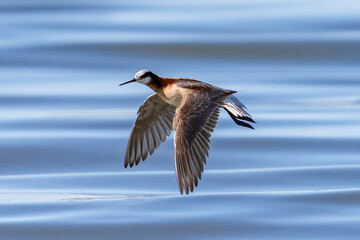 Obraz premium A Wilson's Phalarope female bird flying across a calm lake, showing her pretty wing feathers. Close up view.