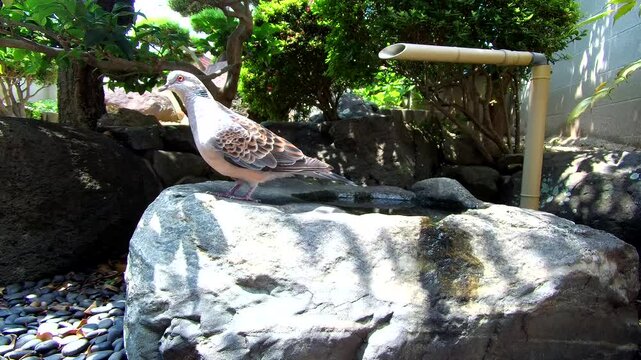 Oriental Turtle Dove Resting on a Stone in a Japanese Garden