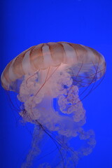 jellyfish in aquarium © analaura