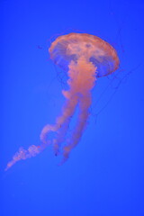 jelly fish in the water © analaura