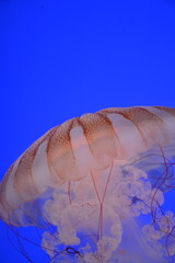 jellyfish details © analaura