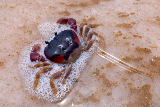 Small Crab in Salty Pink Foam at Cumaragua Salt Flats, Falcon State, Venezuela