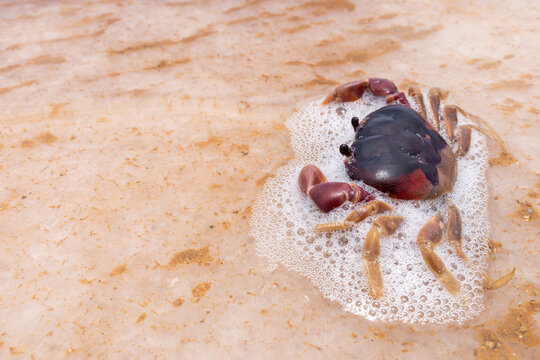 Small Crab in Salty Pink Foam at Cumaragua Salt Flats, Falcon State, Venezuela