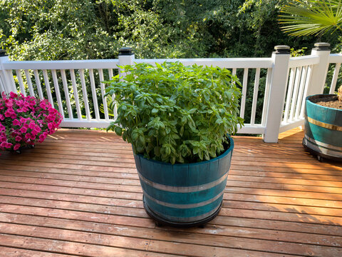 Planter filled with plush healthy organic basil herbs during the late summer  on home cedar wood deck patio backyard
