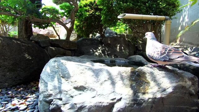 Oriental Turtle Dove Resting on a Stone in a Japanese Garden