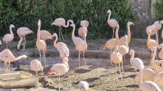 Large flock of Chilean flamingos, Phoenicopterus chilensis, feed, walk and preen together in a spacious outdoor animal enclosure in Buenos Aires, Argentina.