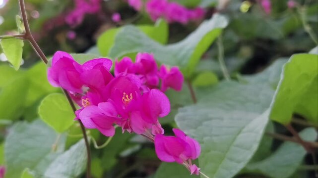 A tiny stingless Trigona bee collecting nectar from vibrant pink Antigonon leptopus flowers in a lush garden.
