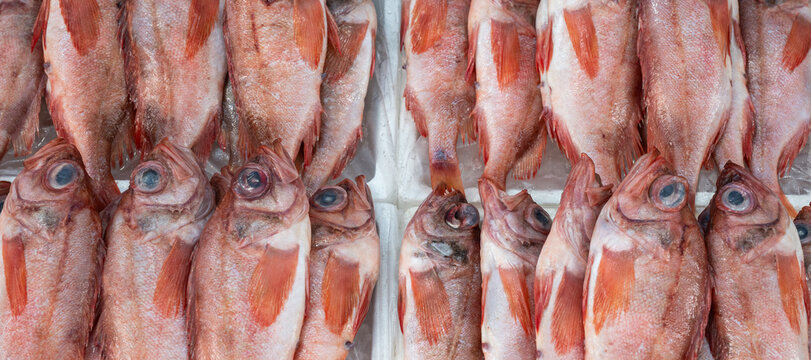 Fresh red rockfish lined up for sale on ice boxes at traditional local seafood market stand in South Korea.