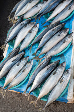 Fresh blueback mackerel fish displayed on traditional blue baskets at local street seafood market as healthy ingredient.