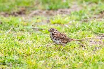 Fototapeta premium Finch