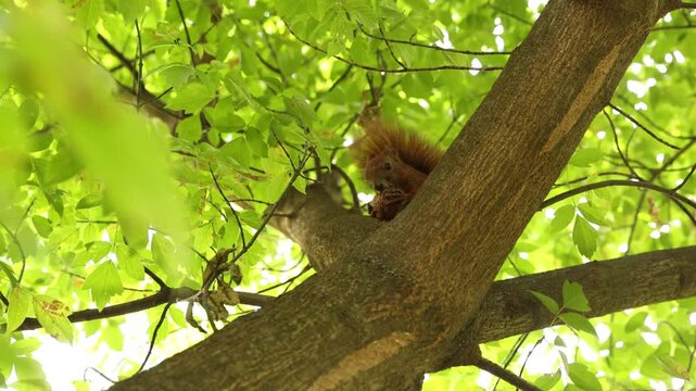 Cute squirrel eating on tree outdoors, low angle view