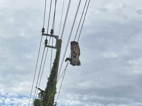 The Accidental Sculptor: Tree Carving Suspended by Power Lines