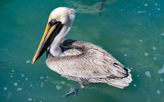 Pelican swimming in sea. Flock of birds. Fauna and nature. Pelican migration. Bird swim in formation. Birds migration. Flock of pelican bird. Migratory birds migration. Flock migrating pelican flying