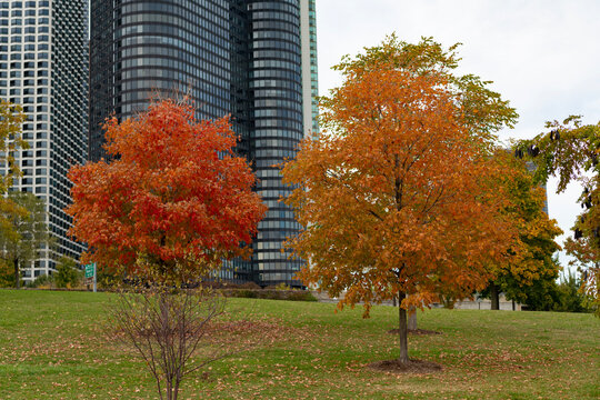 Autumn nature in city grand park. Seasonal fall landscape. Park autumn tree and skyscraper in Chicago, Illinois. Grans park in autumn. Autumn landscape with skyscraper. Fall nature landscape