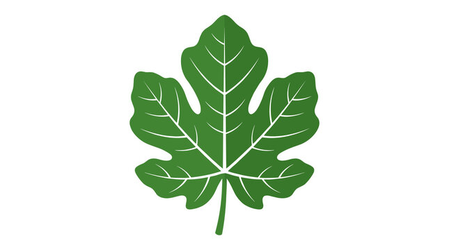 Green fig leaf vector illustration isolated on white background