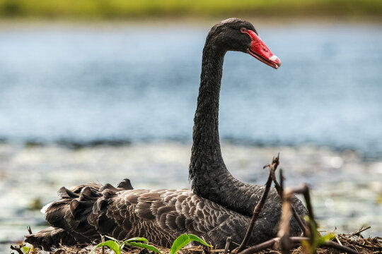 The black swan or Cygnus atratus is a large waterbird, a species of swan which breeds mainly in the southeast and southwest regions of Australia.
