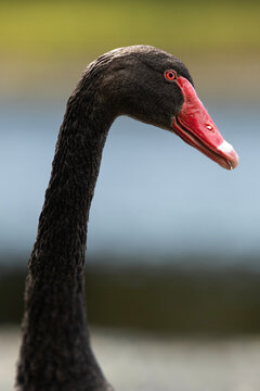 The black swan or Cygnus atratus is a large waterbird, a species of swan which breeds mainly in the southeast and southwest regions of Australia.