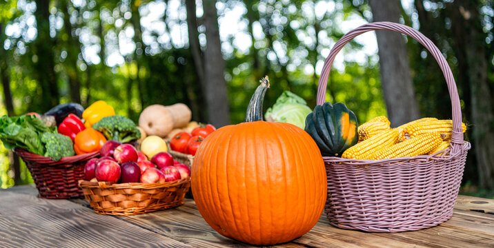 Halloween pumpkin outdoor. Organic pumpkin harvest. Autumn harvest in farm. Orange pumpkin. Vegetable harvest. Gourd vegetable in autumn garden, greengrocery. Squash organic vegetable