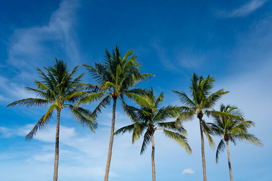Summertime vacation in Miami south beach, Florida. Palm tree of California. Tropical beach in Miami. Tropical outdoor scene with palm tree. Tropical summer vacation. Exotic nature. Palm tree