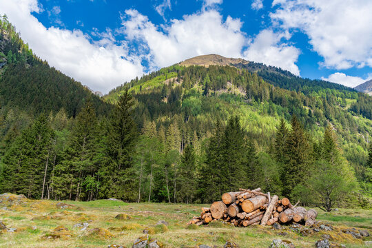 Lumber industry business. Deforestation. Tree log in forest. Pine tree log. Softwood lumber. Deforestation and logging. Stack of cut wood. Wood log, timber logging. Harvest of timber outdoor