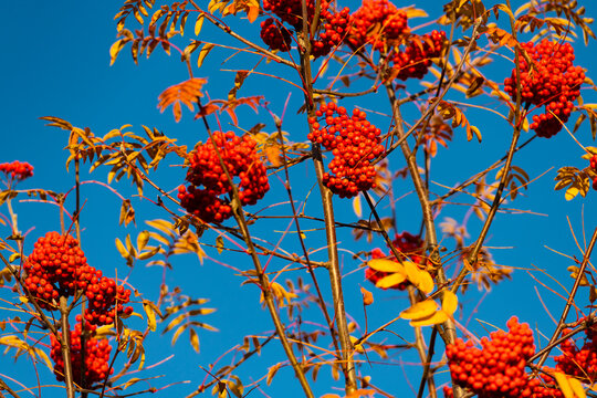 Rowanberry orange color at the sun. Nature fall season. Fall season weather. Red autumn berry. Autumn nature. Red berry in forest. Seasonal autumnal tree. Rowan berry on autumn tree branch