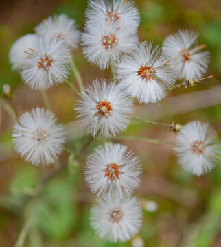 Dandelion flower. Fluffy puff of dandelion. Flower prepares to spread its seeds in the springtime. Dandelion wildflower in nature. Soft and fluffy. Dandelion in wild nature