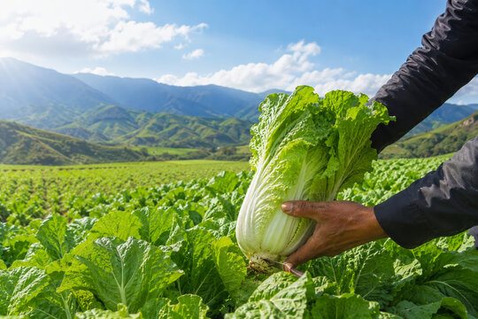 Hands gently harvesting vibrant green Napa cabbage from a sun-drenched agricultural field, highlighting fresh organic produce and sustainable farming practices amidst a picturesque mountain landscape