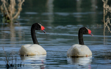 swan on the lake © Juanjo206