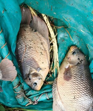 Freshly caught tilapia fish on a green fishing net after traditional fishing activity
