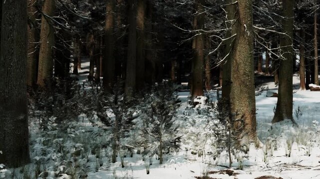 Snow covers the ground and trees in a forest. The scene shows tall trees surrounded by small bushes. It looks cold with shadows from the trees.