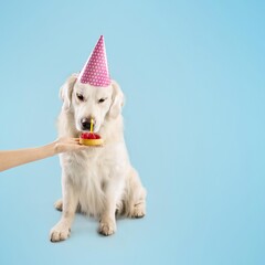 Naklejka premium Happy Golden Retriever Dog Wearing Party Hat While Enjoying Cake Celebration, Sitting At Home. Joyful Atmosphere With Owner Feeding Cake, Delightful Moment To Remember.