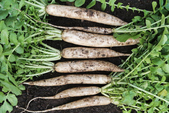 Daikon white radish in garden. Bunch of organic dirty daikon harvest with green tops on soil ground close up top view