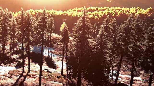 Sunlight filters through tall trees in a forest. The ground has patches of snow and fallen leaves. The scene shows the beauty of autumn with yellow and green foliage in the background.