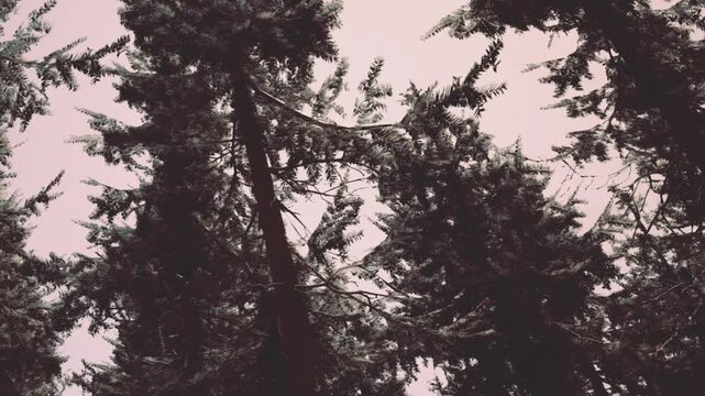 Tall trees stand in a dense forest. The branches are covered with snow. The sky is gray, creating a winter atmosphere. The view is from below, looking up at the trees.