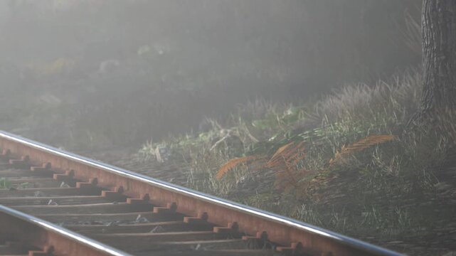 Train tracks are visible next to a foggy area with patches of grass and small plants. The scene captures the quiet of early morning with mist hovering over the ground.