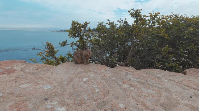 california ground squirrel