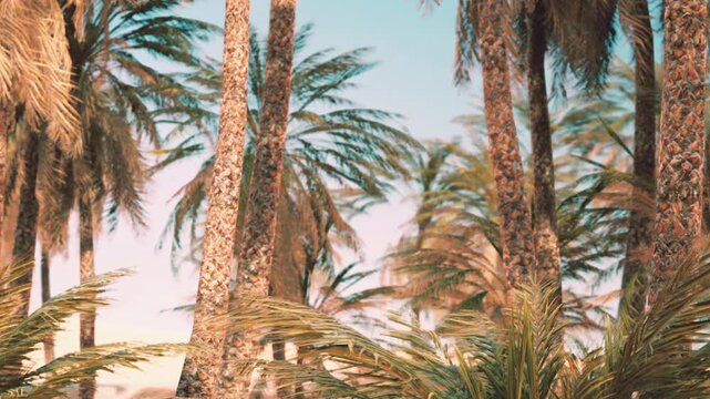 Palm trees stand tall under a clear blue sky with sunlight shining down. The scene shows a warm tropical setting by the beach with swaying leaves all around.