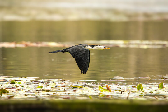 Little Pied Cormorant
