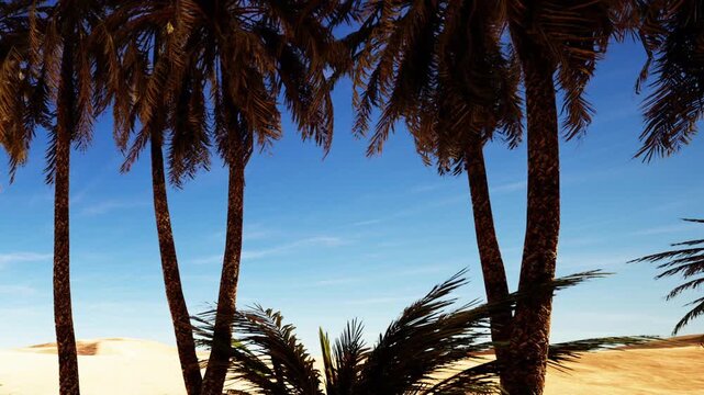 Palm trees are seen standing tall in a desert area. The sun shines brightly, creating shadows on the sand. The sky is blue with no clouds in sight.