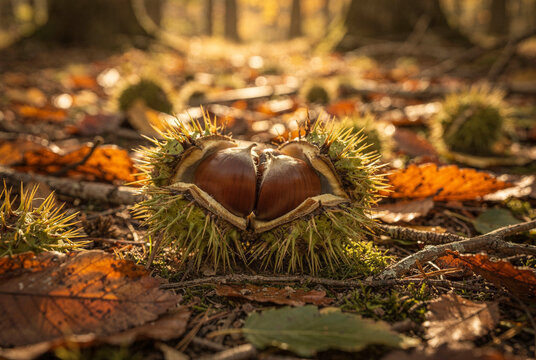 Sweet Chestnuts in an Open Burr on the Autumn Forest Floor