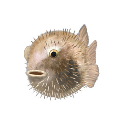 pufferfish © Eyaputri