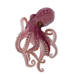octopus © Eyaputri