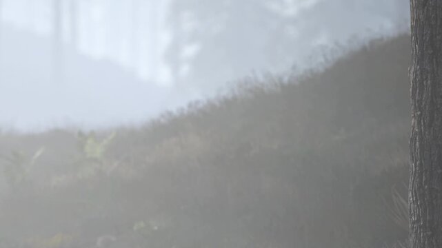 Fog blankets a forested area with a tree trunk on the right side. Grass is visible under the fog. The scene shows a quiet moment in nature.