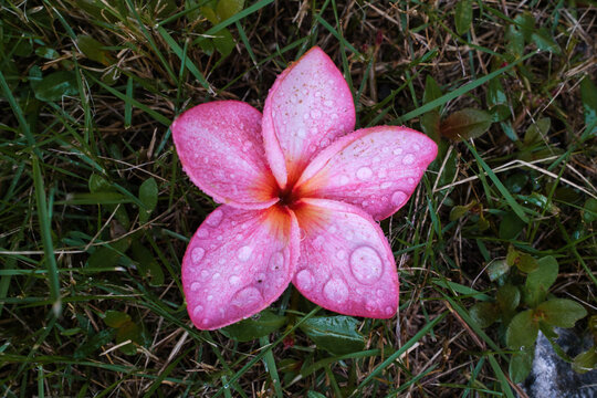 Pink Tropical Flower with Water Droplets on Wet Grass