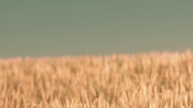 Wheat sways gently in the breeze under a clear blue sky. This scene is set in the countryside during the day, capturing the simplicity of natures bounty.